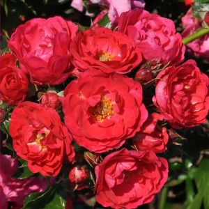 Růže floribunda Nera Reka ® v květináči 3L