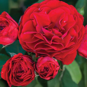 Růže floribunda Tara Reka ® v květináči 3L