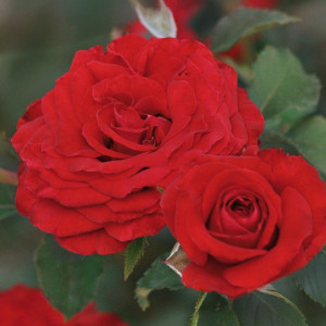 Růže floribunda Carmine Vaza ® v květináči 3L