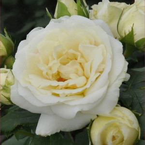 Růže floribunda Pearl Vaza ® v květináči 3L