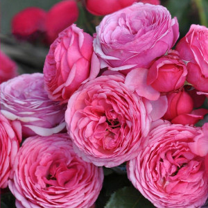Růže floribunda Pink Vaza ® v květináči 3L