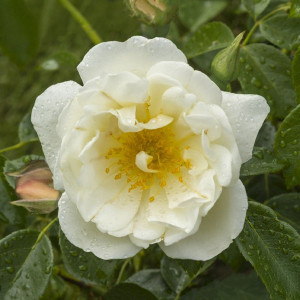 Popínavá růže City of York v květináči 3L