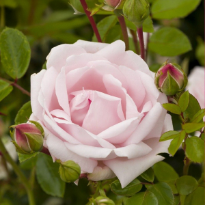 Popínavá růže New Dawn v květináči 3L