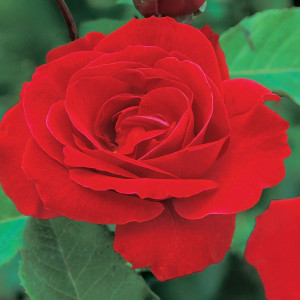 Popínavá růže Paul's Scarlet Climber v květináči 3L