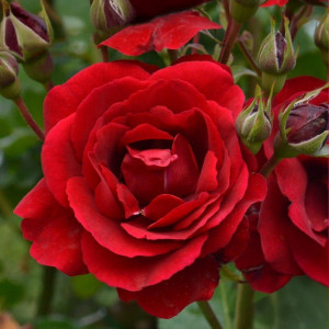 Růže floribunda Europeana v květináči 3L