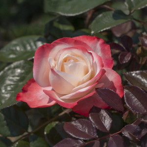 Čajohybridní růže Nostalgie ® v květináči 3L