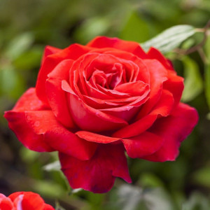 Čajohybridní růže Dame de Coeur v květináči 3L