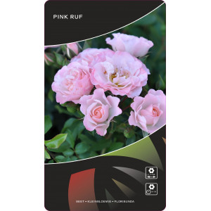 Růže floribunda Pink Ruf ® v květináči 3L