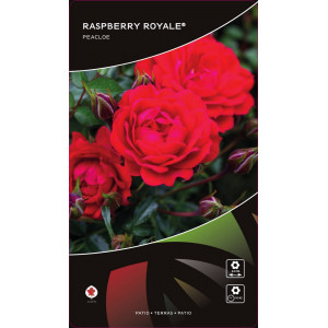 Růže nízké Raspberry Royale ® v květináči 3L
