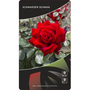 Růže teahibrid Schwarzer Schwan ® v květináči 3L