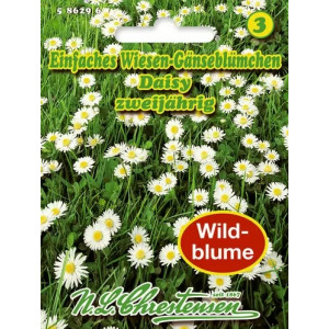 Kopretina Daisy