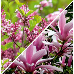 Balení Elegantní Zahrada: Šeřík & Magnolie