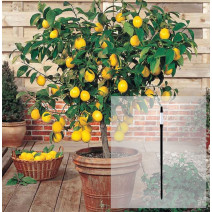 Balíček Citronovník + AquaStick SUStee, velikost L, černý