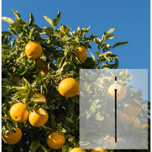 Balíček Grapefruit + AquaStick SUStee, velikost L, černý