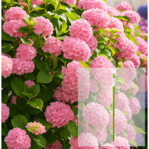 Balíček Hortenze kalinolistá Bouquet Rose + AquaStick SUStee, velikost L, zelený