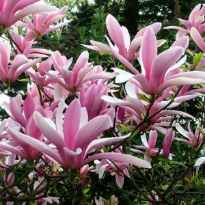 Magnolie Betty