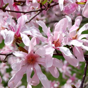 Magnolie Leonard Messel
