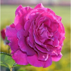 Růže teahibrid Purple Orient v květináči 2L