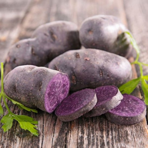 Bergerac fialová sadbové brambory