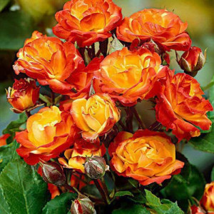 Růže Floribunda Rumba