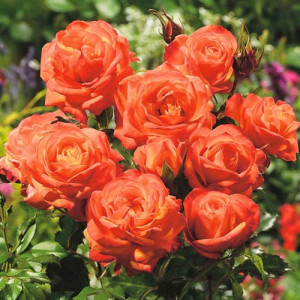 Růže Floribunda Orange