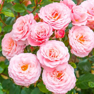 Růže Floribunda Pink