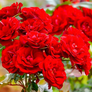 Růže Floribunda Red