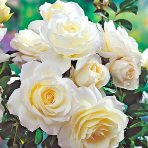 Růže Floribunda White