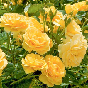 Růže Floribunda Yellow