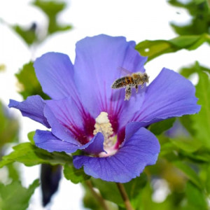 Ibišek Oiseau Blue