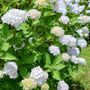 Hortenze macrophylla Soeur Therese