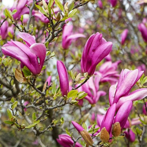 Magnolie George Henry Kern