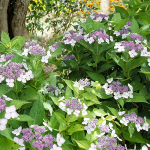 Hortenze macrophylla Libelle