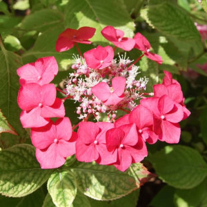Hortenze macrophylla Rotkehlchen