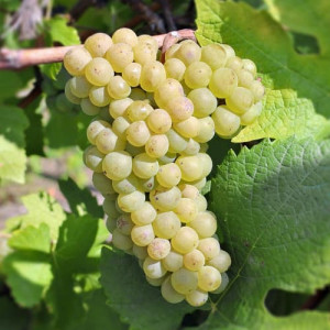 Réva Pinot Blanc