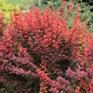 Dráč japonský Atropurpurea