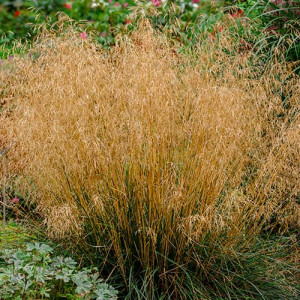 Deschampsia Northern Lights