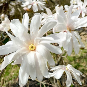Magnolie Royal Star