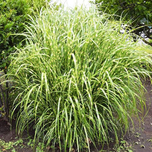Sloní tráva (Miscanthus) Zebrinus