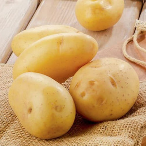 Univerzální bílé sadbové brambory