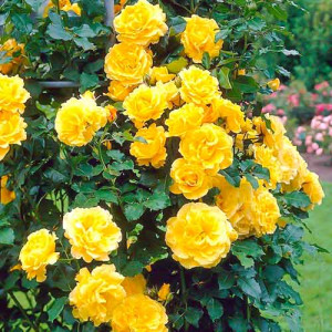 Růže popínavé Golden Climber ® v květináči 3L