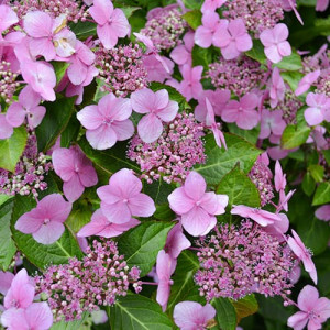 Hortenzie macrophylla Mariesii Perfecta