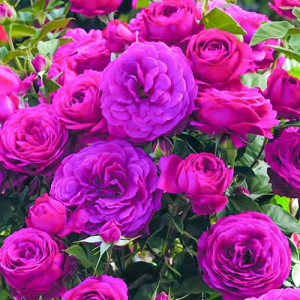 Růže Floribunda Dark Pink