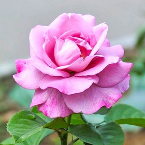Čajová růže Violet
