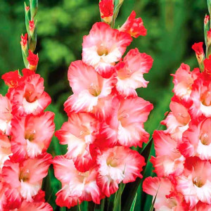 Gladioly Pink Lady