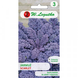 Zelí kapusta Scarlet Kale