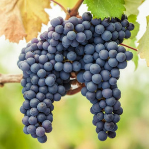 Réva Pinot Noir