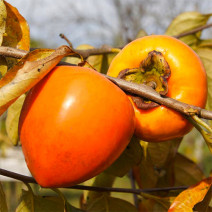 Aklimatizovaný kaki Jiro