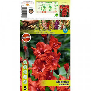Třásněné gladioly Fire Ruffle