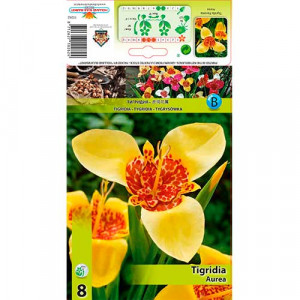Tygridie Aurea